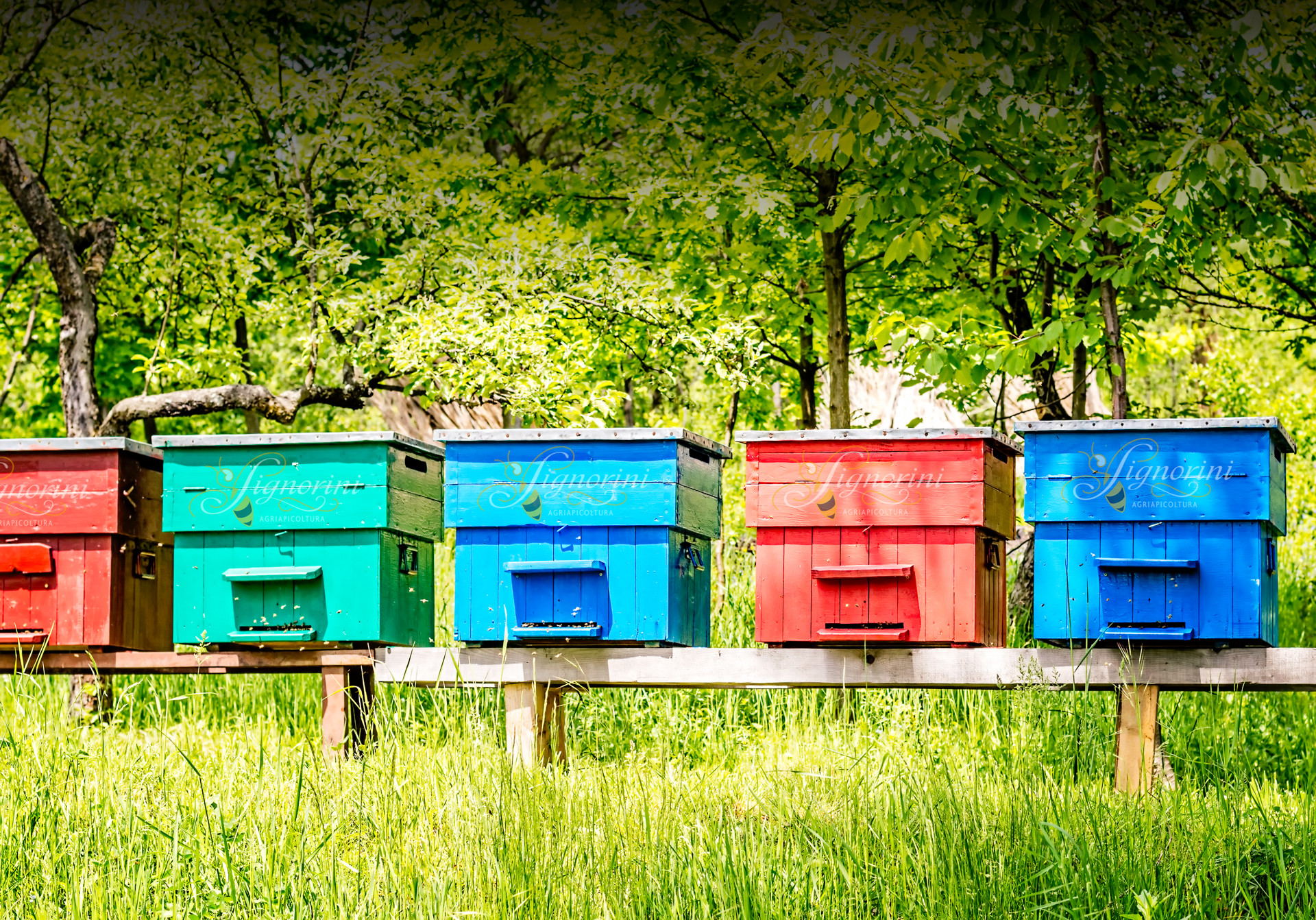 AgriApicoltura Signorini | Mielagro® | Liquore al Miele | Miele Aromatizzato